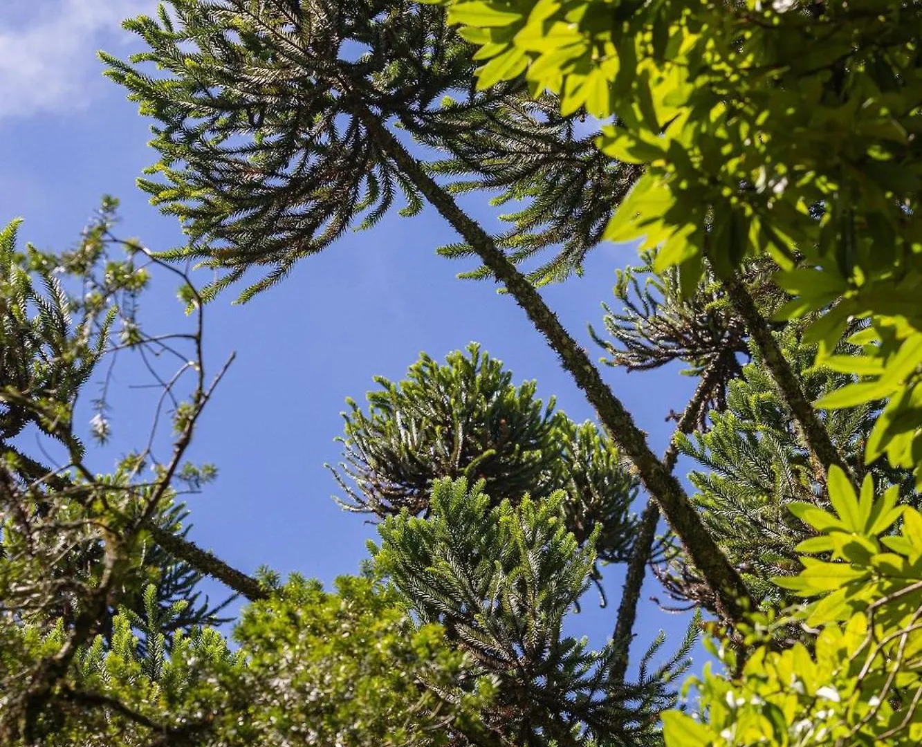 Semesterbostad Cabana Suspensa Na Natureza - Regiao Turistica Campos do Jordão